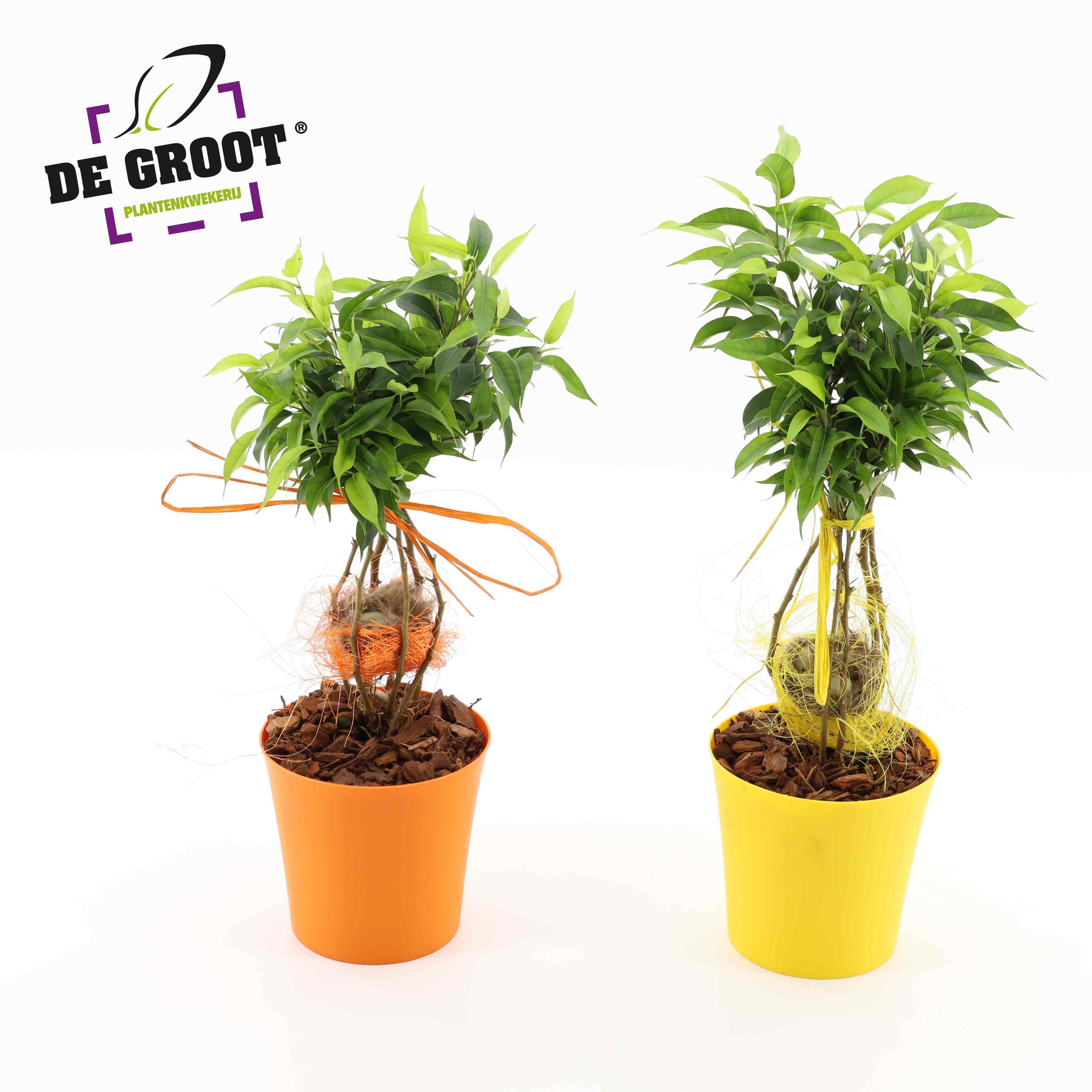 Горшечные цветы и растения оптом Ficus Nest от 8шт из Голландии с доставкой по России