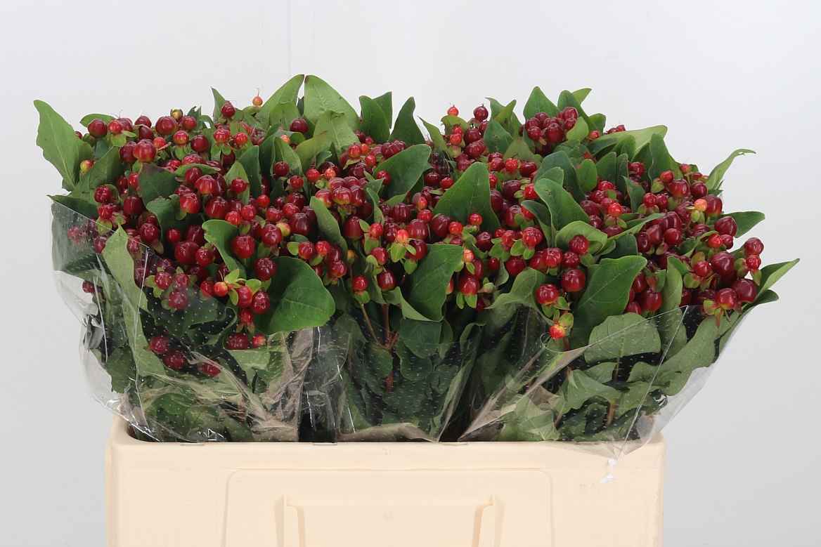 Срезанные цветы оптом Hypericum mag cherry от 100шт из Голландии с доставкой по России