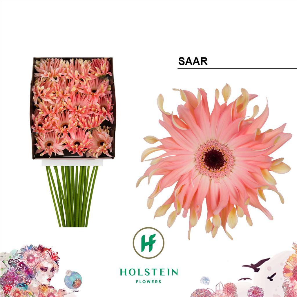 Срезанные цветы оптом Gerbera diamond gerpasta saar от 15шт из Голландии с доставкой по России