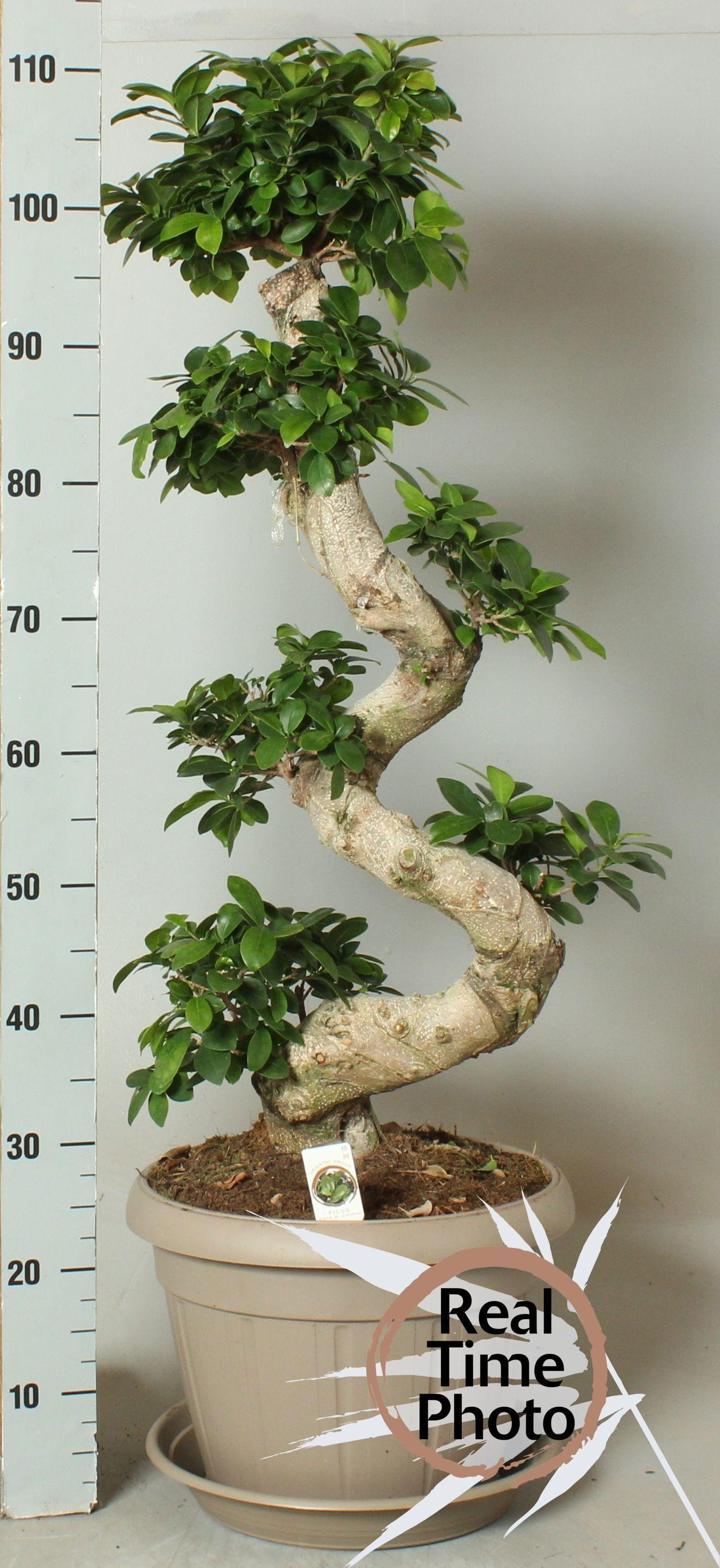 Горшечные цветы и растения оптом Fic Mi Ginseng от 1шт из Голландии с доставкой по России