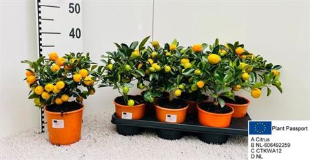 Горшечные цветы и растения оптом Citr Microcarpa 10+ от 6шт (для телеги) из Голландии с доставкой по России