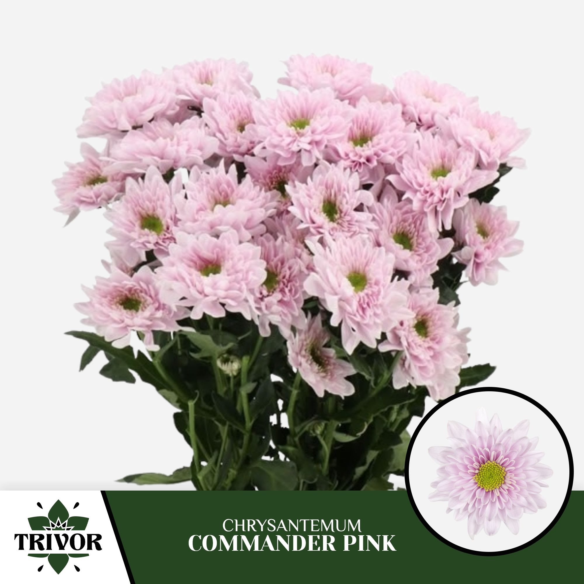 Срезанные цветы оптом Chrys sp commander pink от 80шт.. из Голландии с доставкой по России