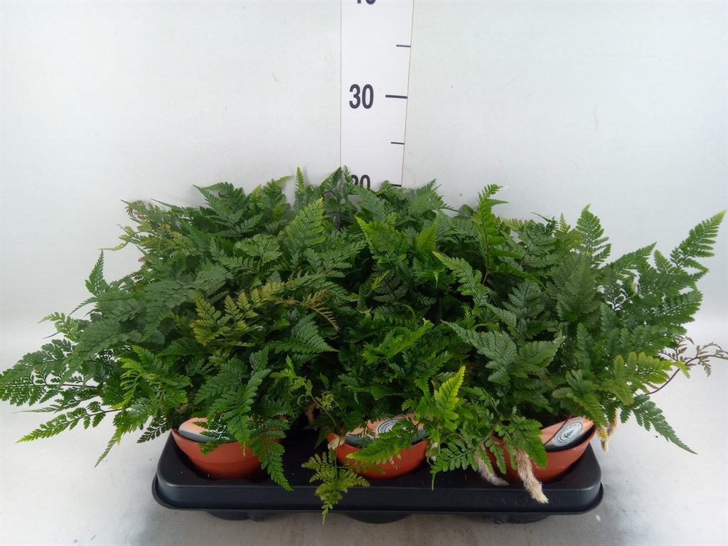 Горшечные цветы и растения оптом Humata Griffithiana Var. Tyermannii от 6шт из Голландии с доставкой по России