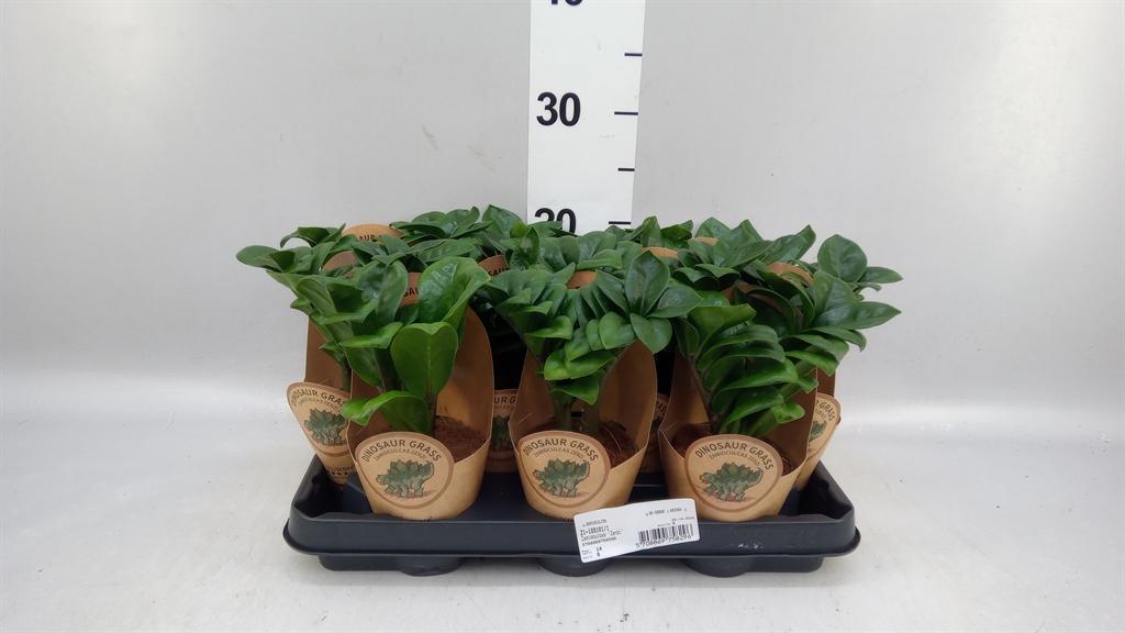 Горшечные цветы и растения оптом Zamioculcas Zamiifolia от 14шт (для телеги) из Голландии с доставкой по России