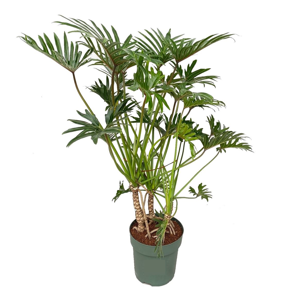 Горшечные цветы и растения оптом Philodendron Xantal + Watermeter от 1шт из Голландии с доставкой по России