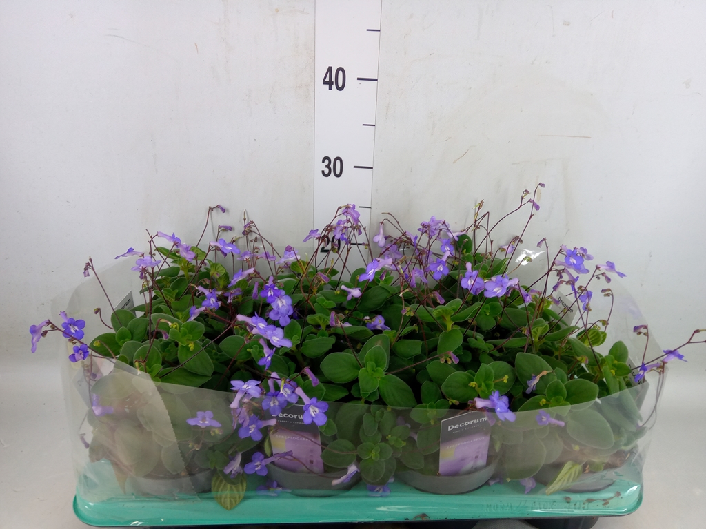 Горшечные цветы и растения оптом Streptocarpus Saxorum от 8шт из Голландии с доставкой по России