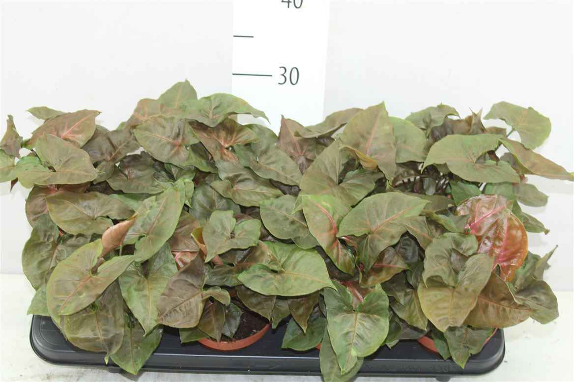 Горшечные цветы и растения оптом Syngonium Brocante от 8шт из Голландии с доставкой по России