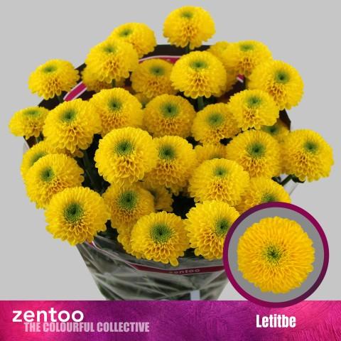 Срезанные цветы оптом Chrys sp letitbe от 80шт из Голландии с доставкой по России
