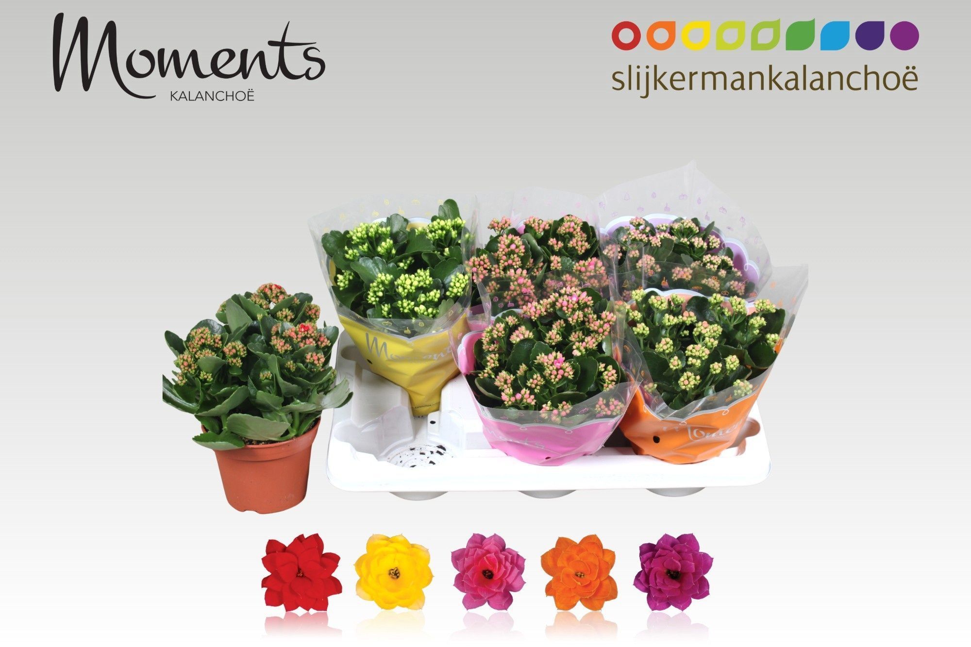 Горшечные цветы и растения оптом Kal Ge Gem 5 Kl от 6шт из Голландии с доставкой по России