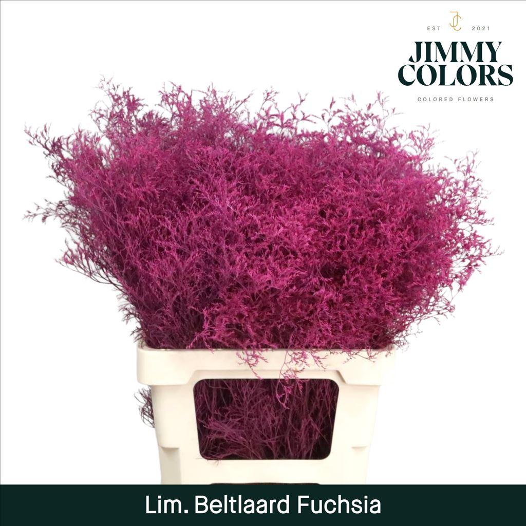 Срезанные цветы оптом Limonium beltlaard paint cerise от 50шт из Голландии с доставкой по России