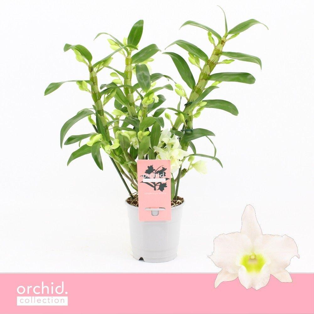 Горшечные цветы и растения оптом Dendr Nob 1st Apollon от 10шт из Голландии с доставкой по России