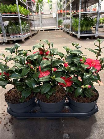 Горшечные цветы и растения оптом Came Re Mary William 12+ от 3шт из Голландии с доставкой по России