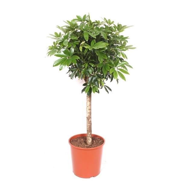 Горшечные цветы и растения оптом Schefflera Compacta On Stem от 1шт из Голландии с доставкой по России