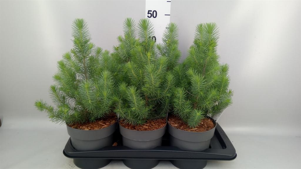 Горшечные цветы и растения оптом Pinus Pinea silver Crest от 6шт из Голландии с доставкой по России