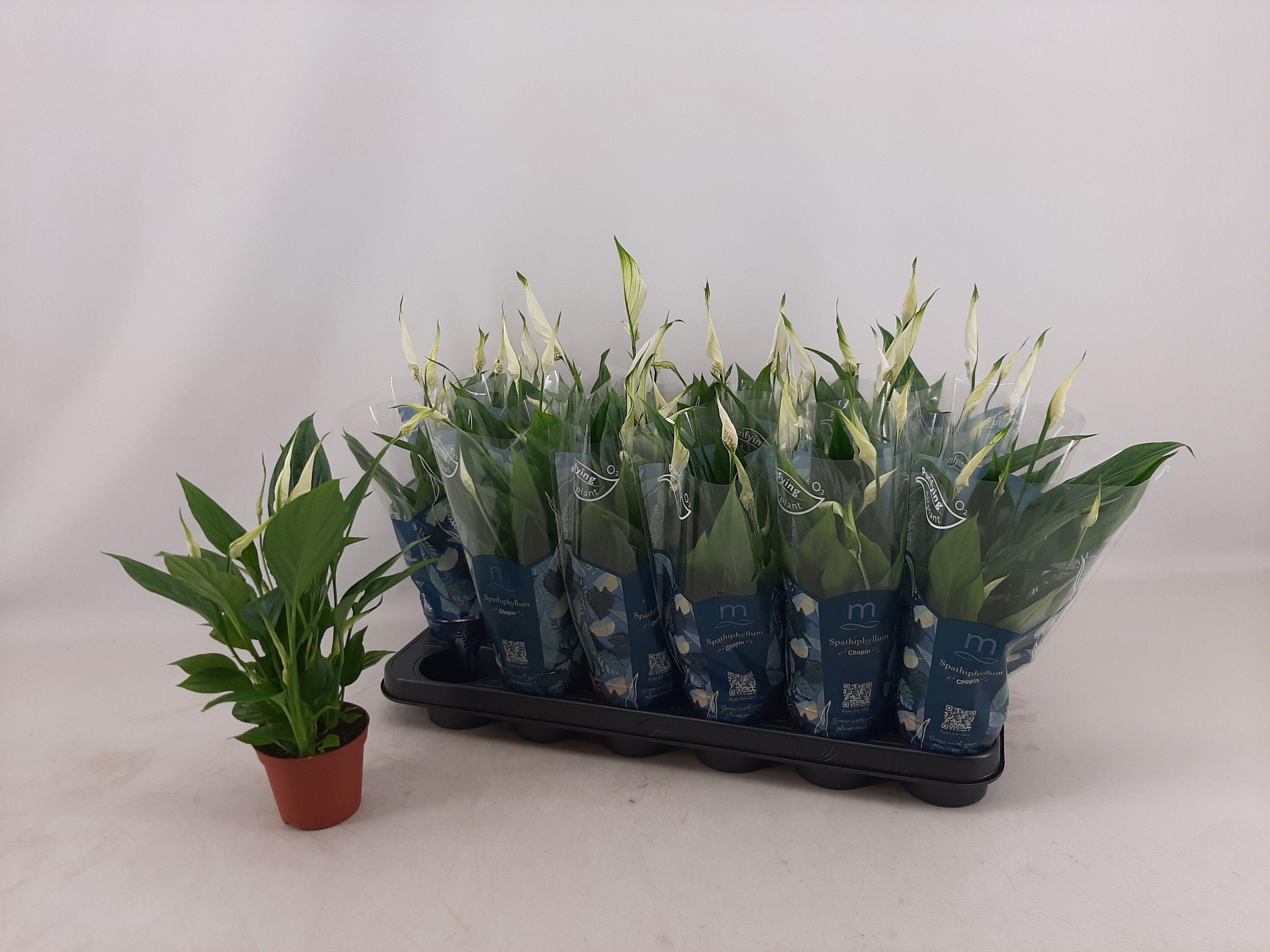 Горшечные цветы и растения оптом Spath Chopin от 18шт (для телеги) из Голландии с доставкой по России