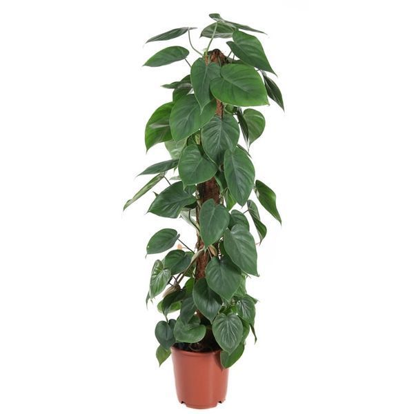 Горшечные цветы и растения оптом Philodendron Scandens Mosspole от 1шт из Голландии с доставкой по России