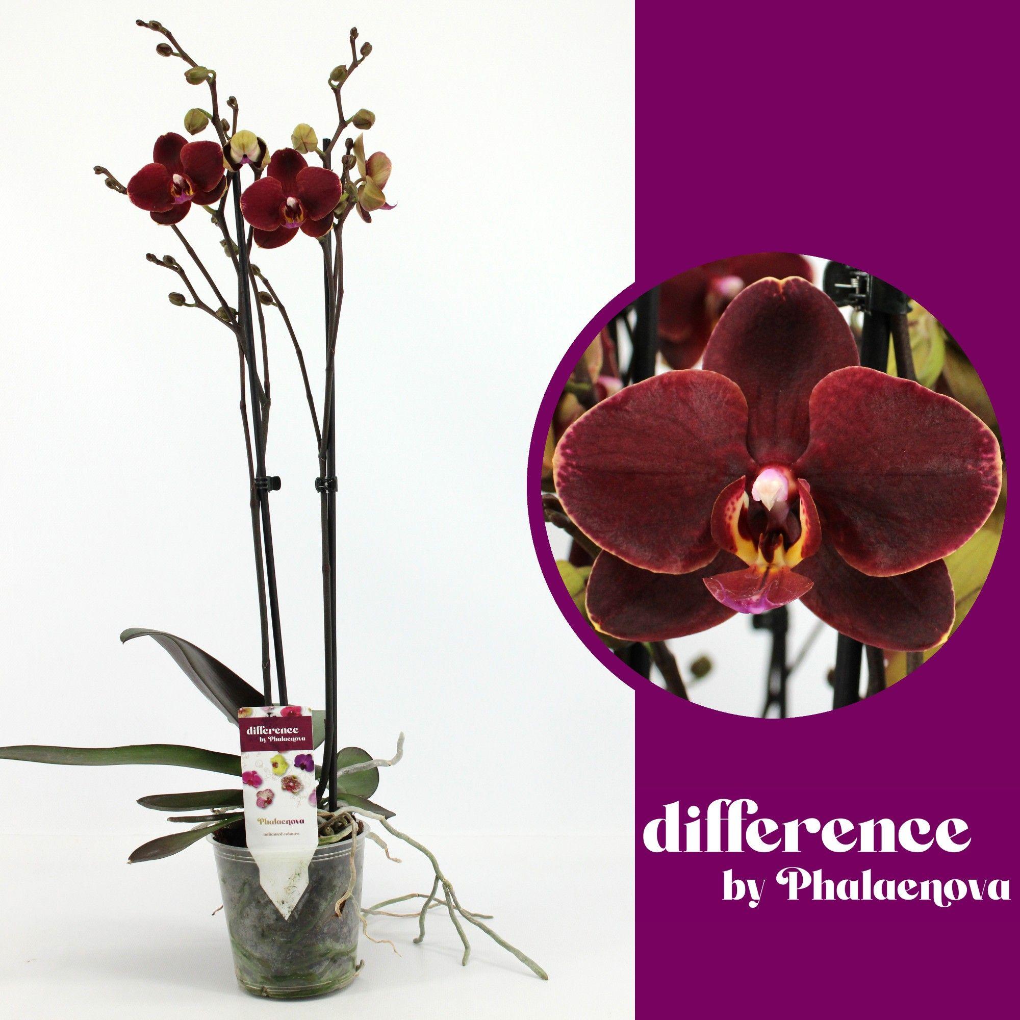 Горшечные цветы и растения оптом Phal 2st Ola 14+ (phalaenova) от 10шт из Голландии с доставкой по России