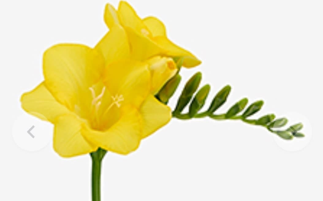 Срезанные цветы оптом Freesia si golden eye от 100шт из Голландии с доставкой по России