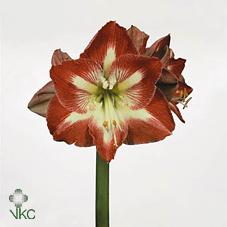 Срезанные цветы оптом Hippeastrum minerva от 12шт из Голландии с доставкой по России