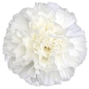 Срезанные цветы оптом Dianthus st moonlight (white) от 80шт из Голландии с доставкой по России