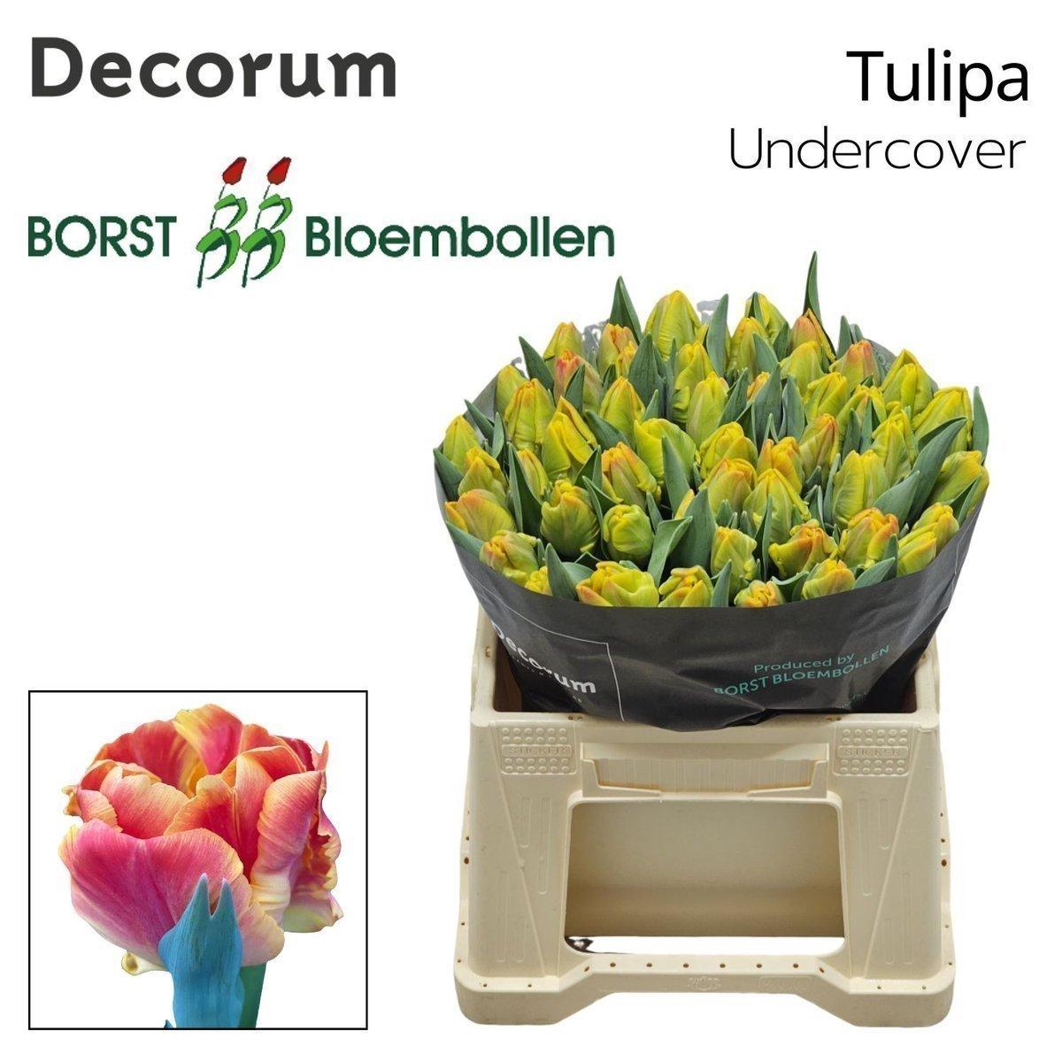 Срезанные цветы оптом Tulipa pa undercover от 50шт из Голландии с доставкой по России