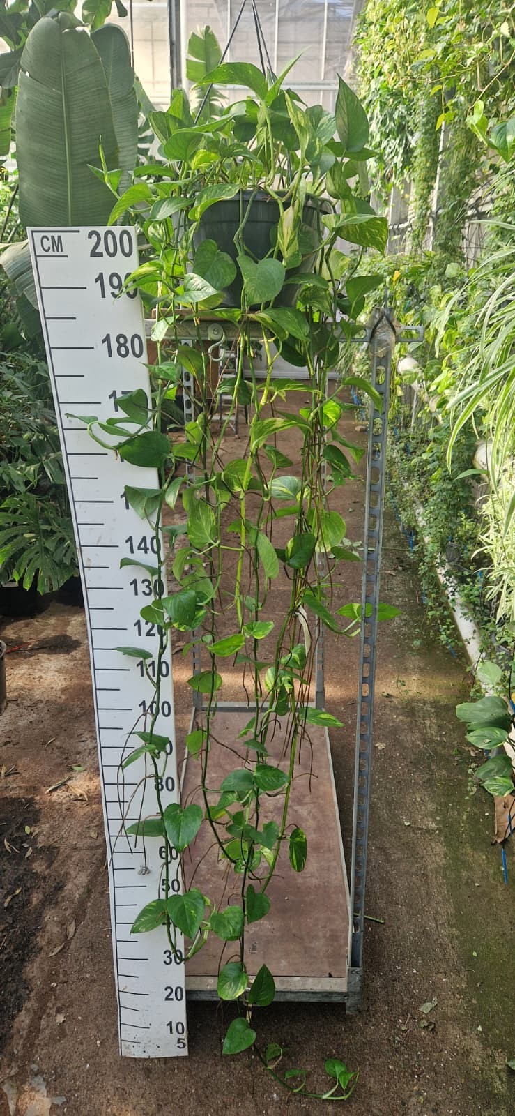 Горшечные цветы и растения оптом Epipremnum Areum Hangpot Xxl от 1шт из Голландии с доставкой по России