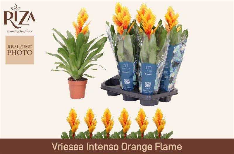Горшечные цветы и растения оптом Vries Intenso Flame от 6шт из Голландии с доставкой по России