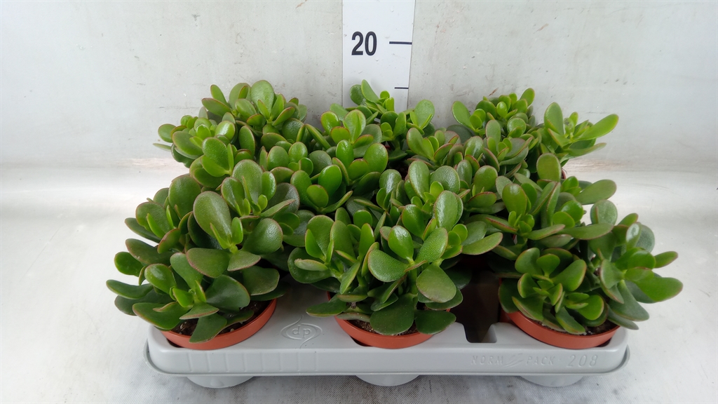 Горшечные цветы и растения оптом Crassula Ovata от 8шт из Голландии с доставкой по России