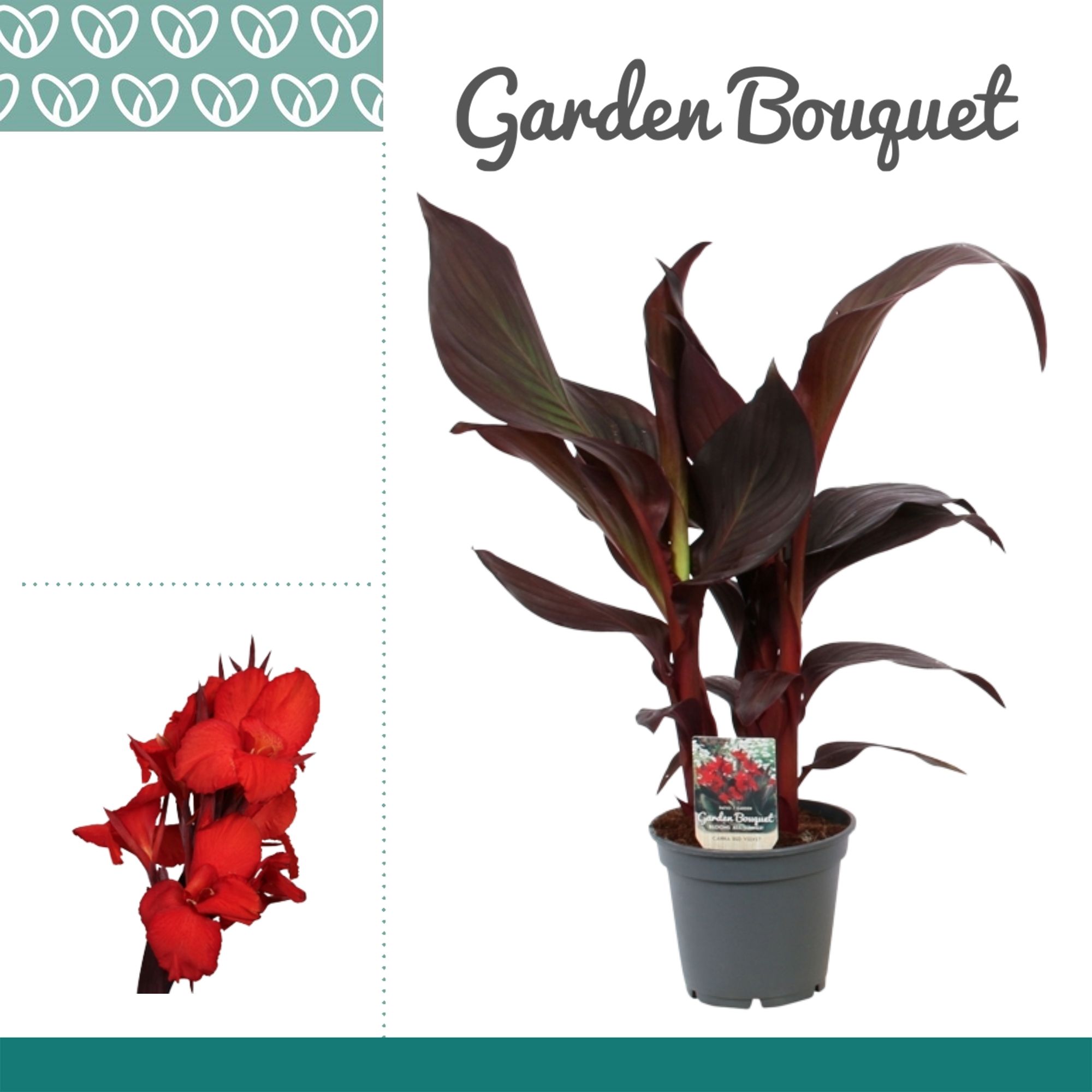 Горшечные цветы и растения оптом Canna Red Velvet No Flower от 6шт из Голландии с доставкой по России
