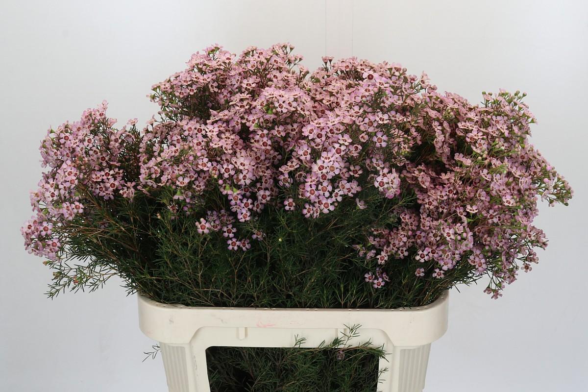 Срезанные цветы оптом Chamelaucium jupiter solar от 25шт из Голландии с доставкой по России