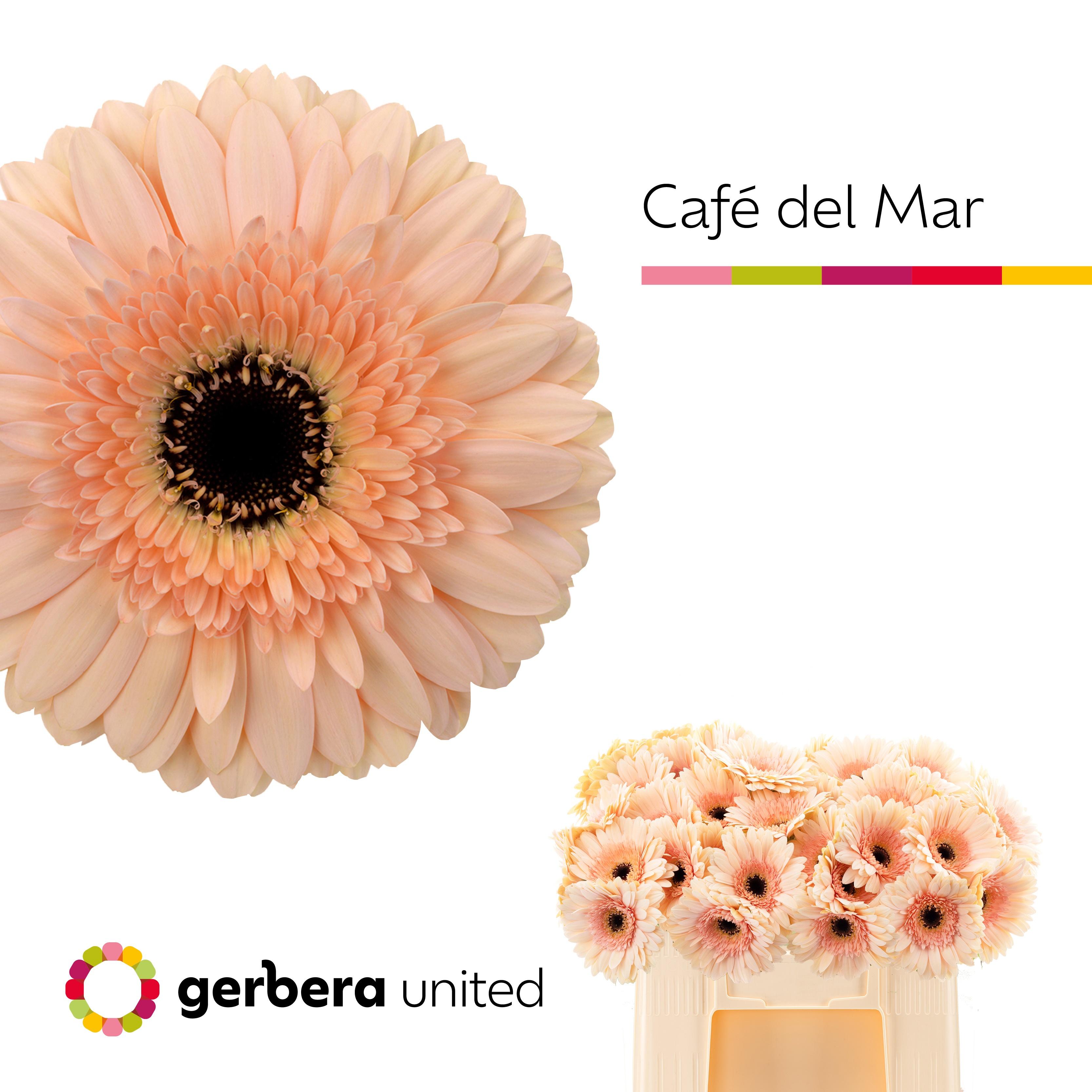 Срезанные цветы оптом Gerbera cafe del mar A от 40шт из Голландии с доставкой по России