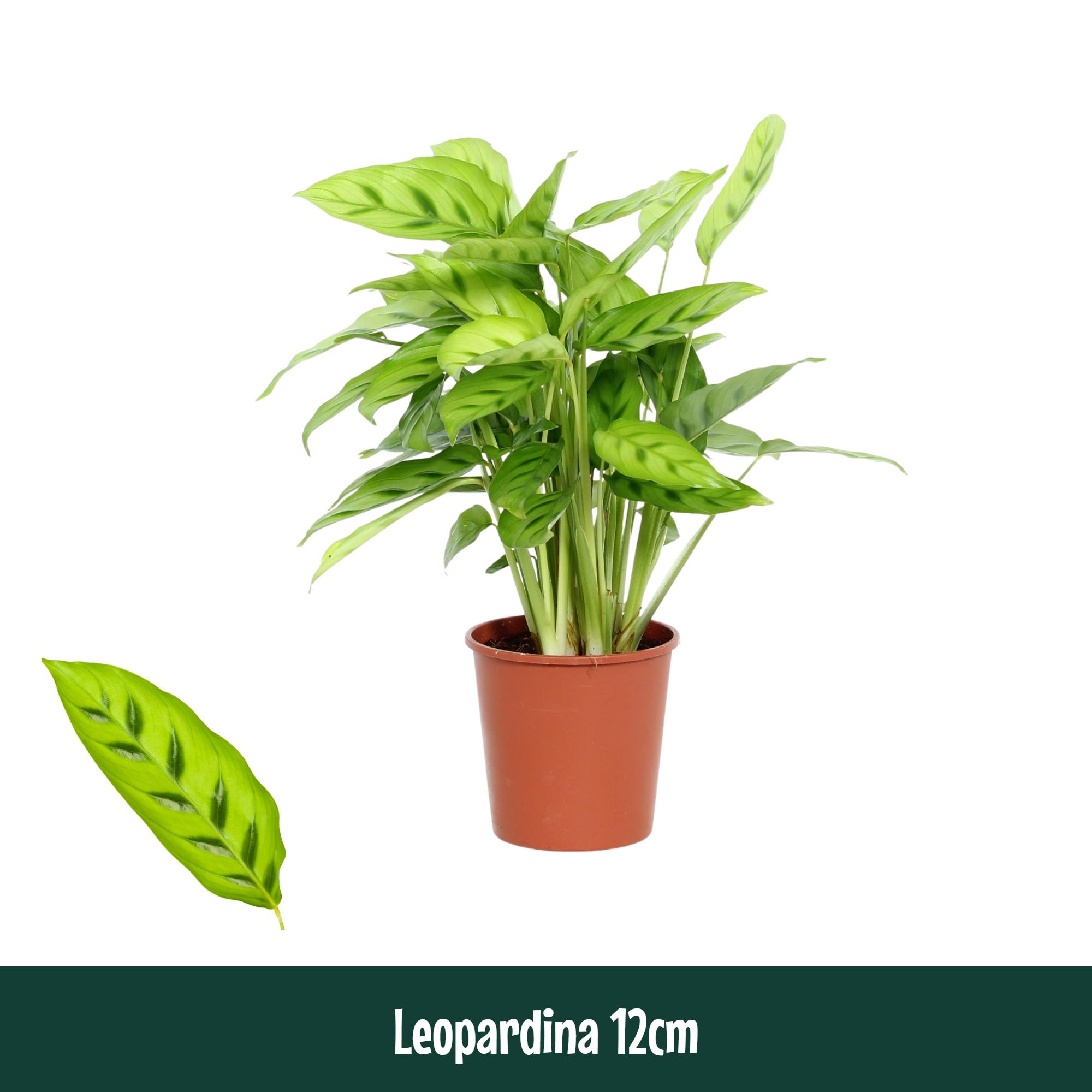 Горшечные цветы и растения оптом Calathea Leopardina от 10шт из Голландии с доставкой по России