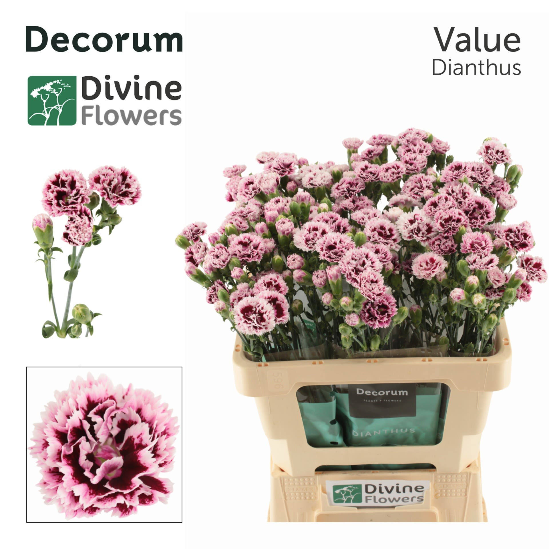 Срезанные цветы оптом Dianthus sp fiorino value от 60шт из Голландии с доставкой по России
