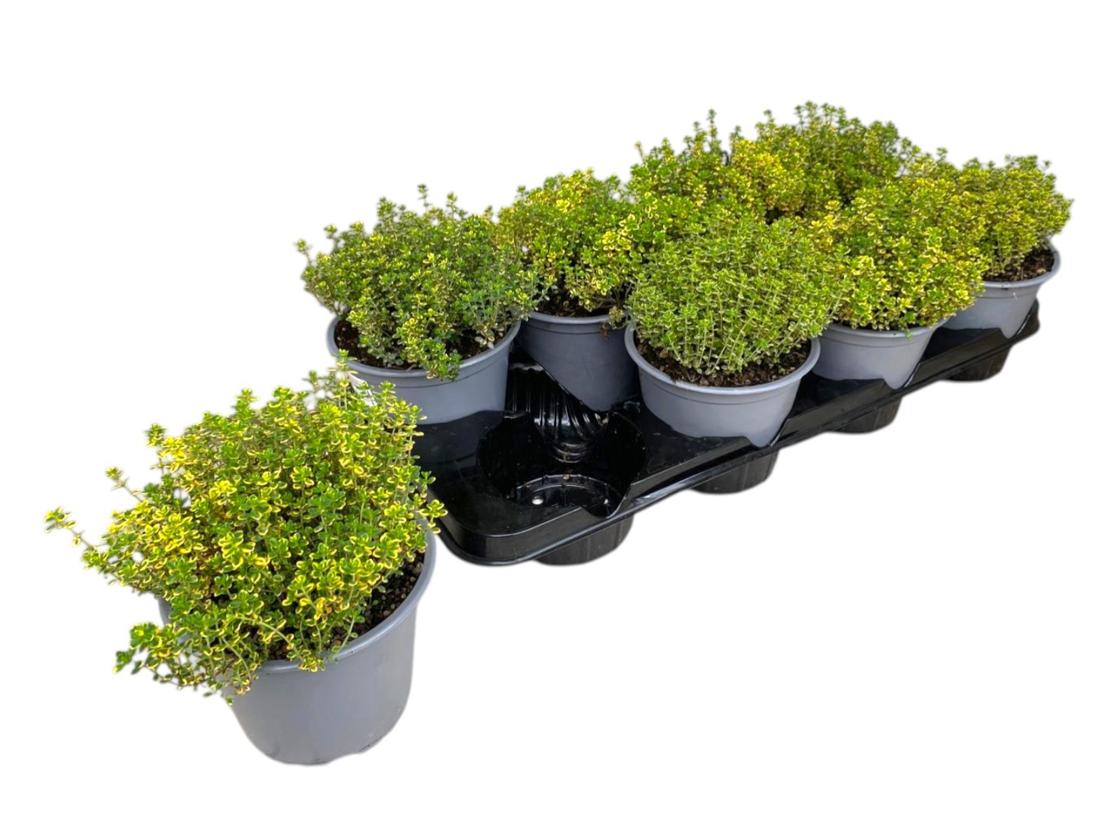 Горшечные цветы и растения оптом Thymus Citriodorus Aureus от 8шт из Голландии с доставкой по России