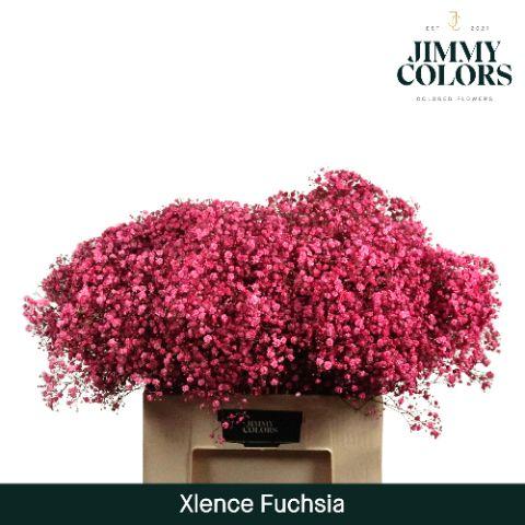 Срезанные цветы оптом Gyps large paint fuchsia от 25шт из Голландии с доставкой по России