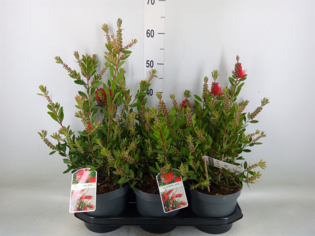 Горшечные цветы и растения оптом Callistemon Citrinus от 3шт из Голландии с доставкой по России