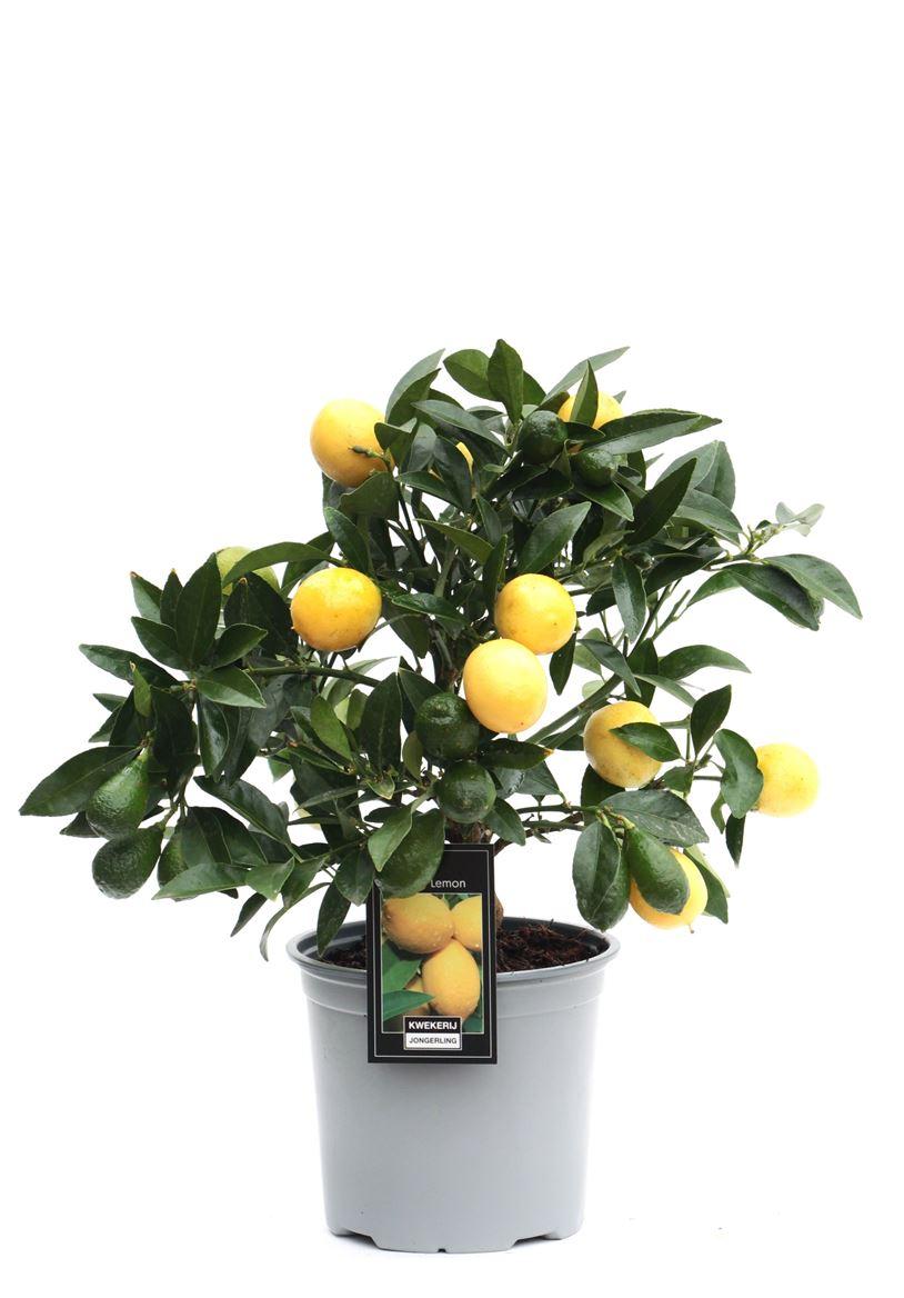 Горшечные цветы и растения оптом Citrus Lemon On Stem от 6шт (для телеги) из Голландии с доставкой по России