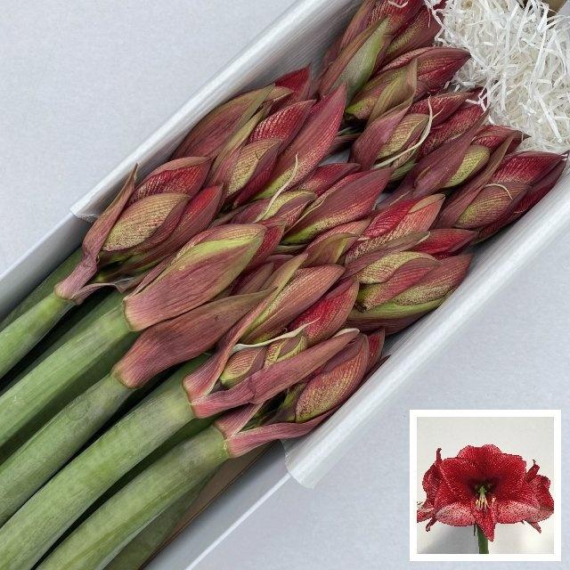 Срезанные цветы оптом Hippeastrum maestro от 15шт из Голландии с доставкой по России