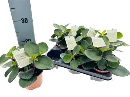 Горшечные цветы и растения оптом Peperomea Red Margin от 6шт из Голландии с доставкой по России