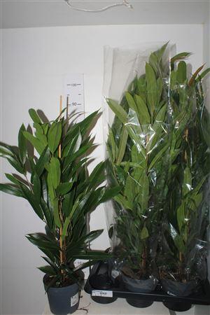 Горшечные цветы и растения оптом Fic Bin Amstel King от 6шт из Голландии с доставкой по России