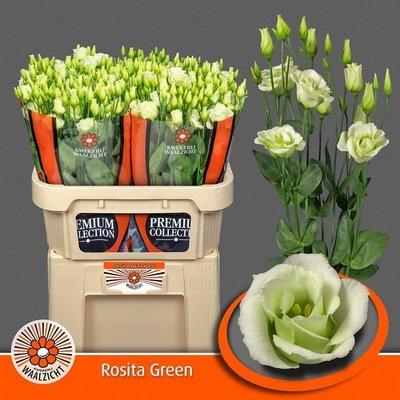 Срезанные цветы оптом Lisianthus do rosita green от 40шт из Голландии с доставкой по России
