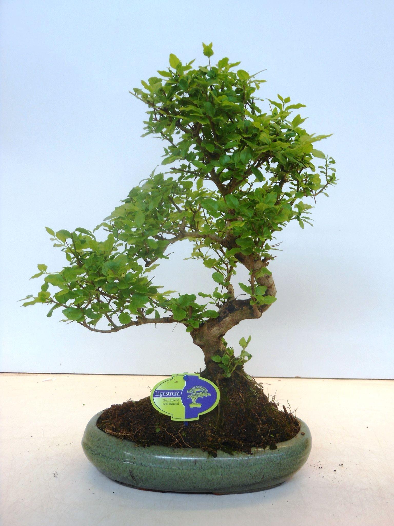 Горшечные цветы и растения оптом Bonsai Ligustrum Sinensis, Without Drip от 2шт из Голландии с доставкой по России