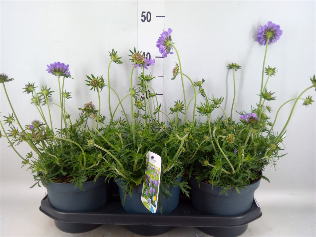 Горшечные цветы и растения оптом Scabiosa Columb. от 3шт из Голландии с доставкой по России