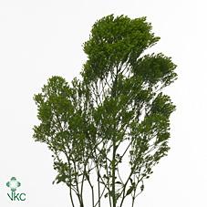 Срезанные цветы оптом Trachelium jade от 50шт. из Голландии с доставкой по России