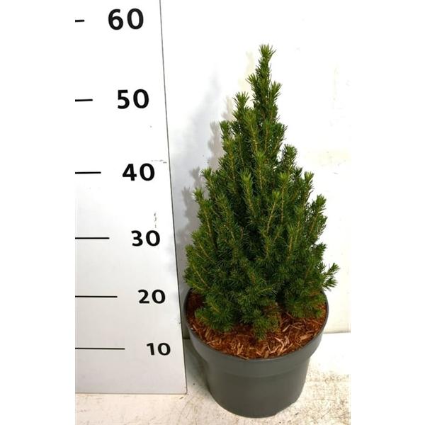 Горшечные цветы и растения оптом Picea Gl Zuckerhut от 1шт из Голландии с доставкой по России