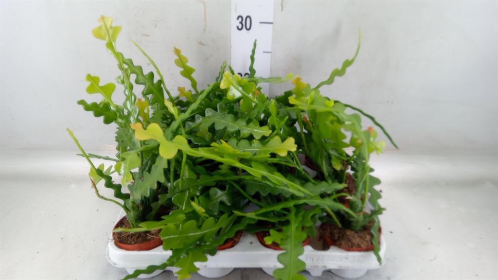 Горшечные цветы и растения оптом Epiphyllum Anguliger от 12шт (для телеги) из Голландии с доставкой по России