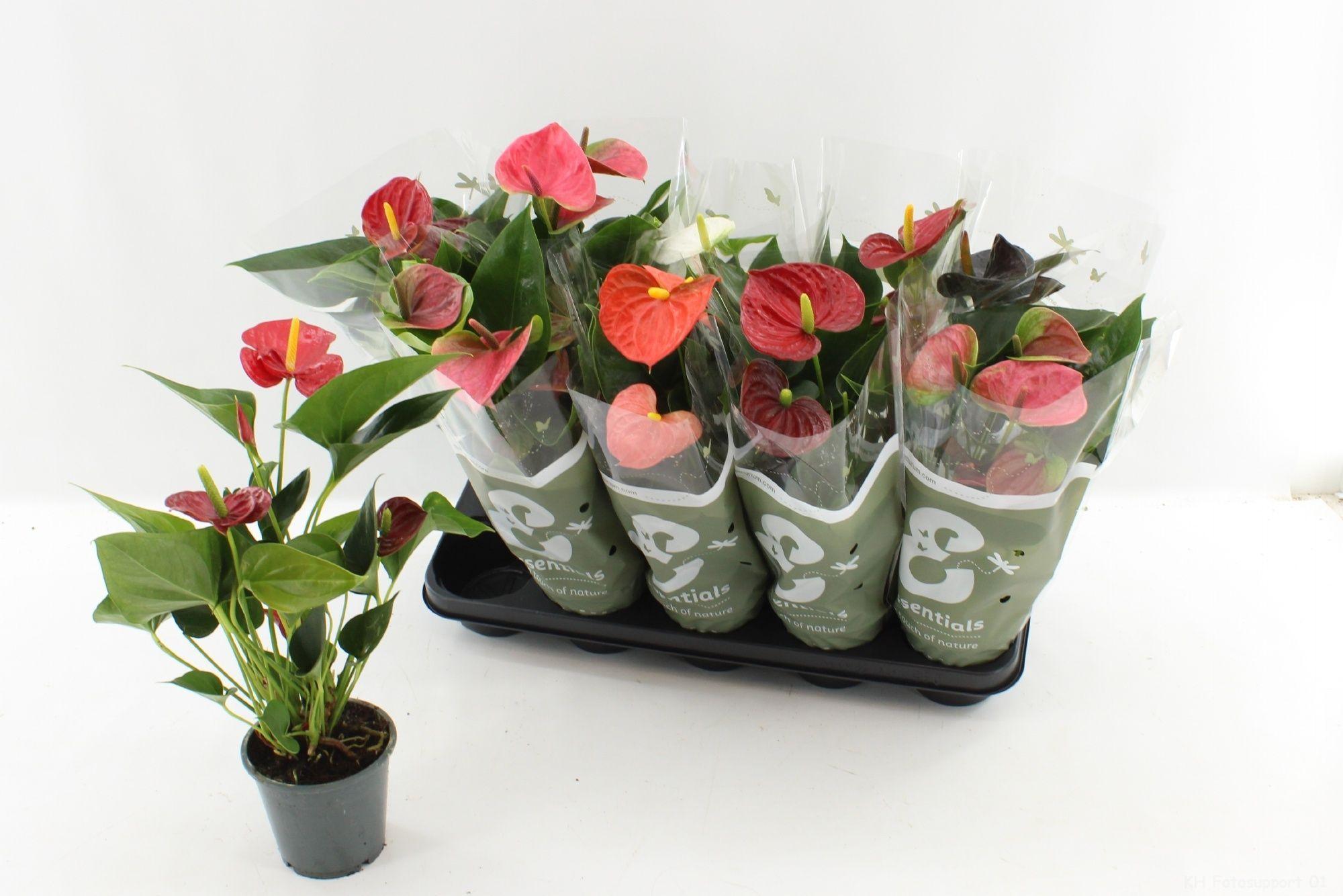 Горшечные цветы и растения оптом Anthu An Gem 4 Kl от 10шт из Голландии с доставкой по России