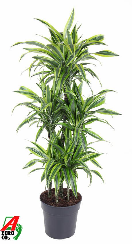 Горшечные цветы и растения оптом Drac Lemon Lime 90-carrousel от 1шт из Голландии с доставкой по России