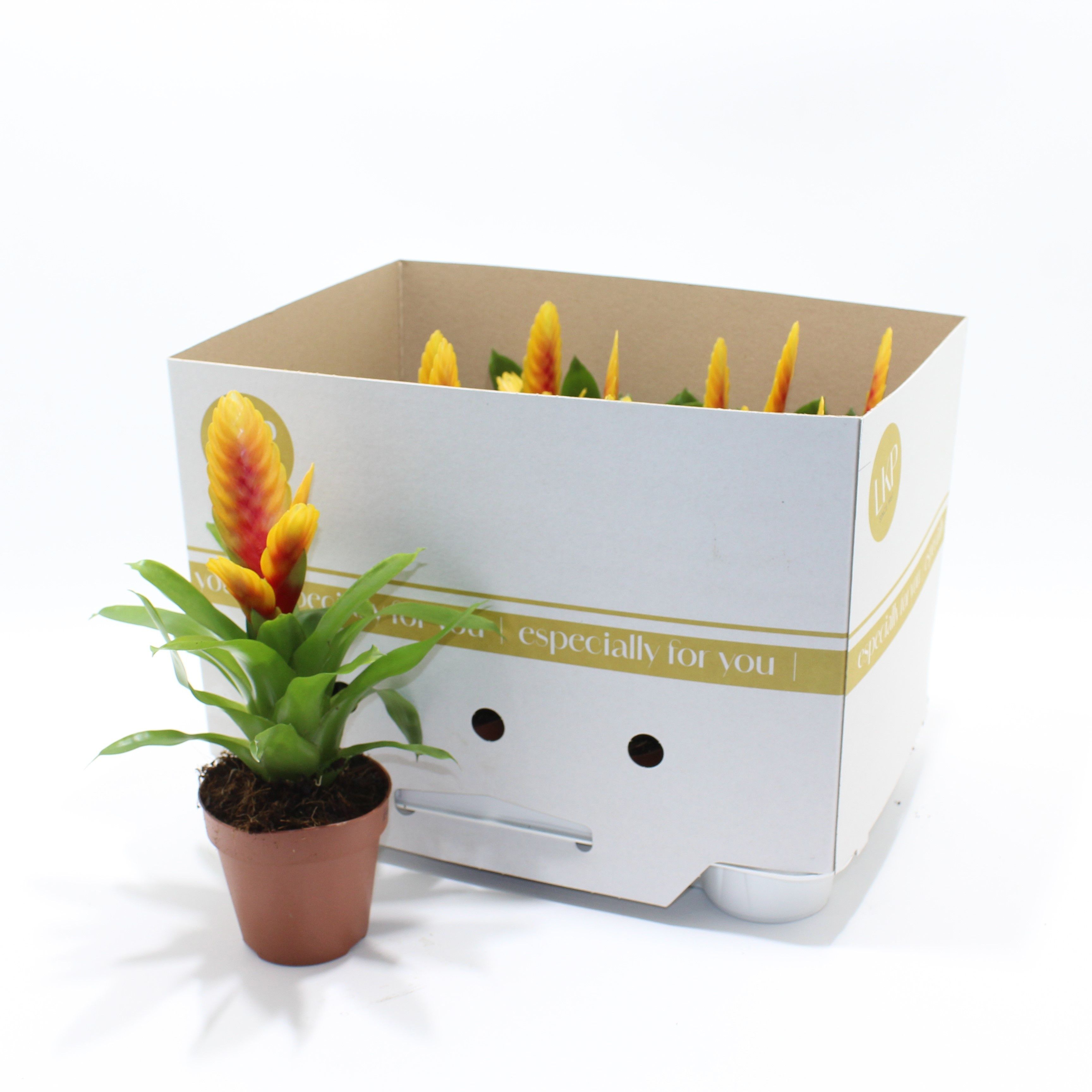 Горшечные цветы и растения оптом Vries Delphinus от 11шт из Голландии с доставкой по России