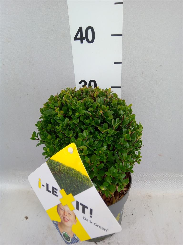 Горшечные цветы и растения оптом Ilex Crenata dark Green от 1шт из Голландии с доставкой по России